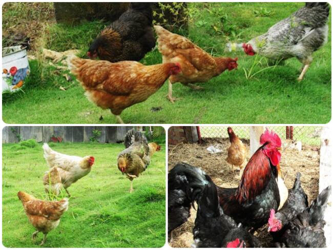 En el Magdalena levantan cuarentena por influenza Aviar