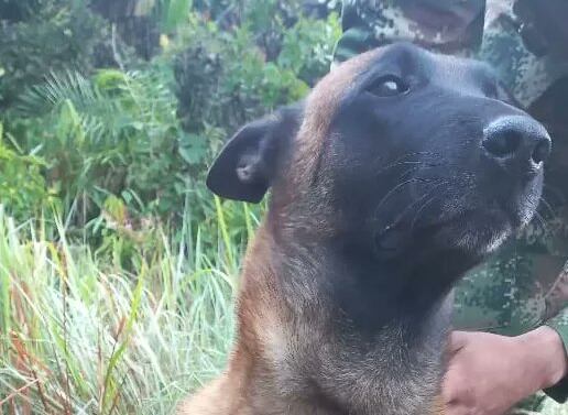 Óliver fue rescatado por las Fuerzas Militares en el Guaviare luego de ser mordido por una serpiente. Twitter