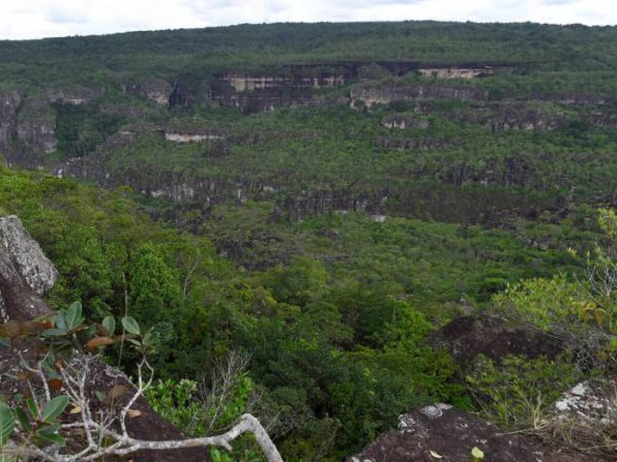 Gobierno entrega garantías a campesinos para sustitución de cultivos