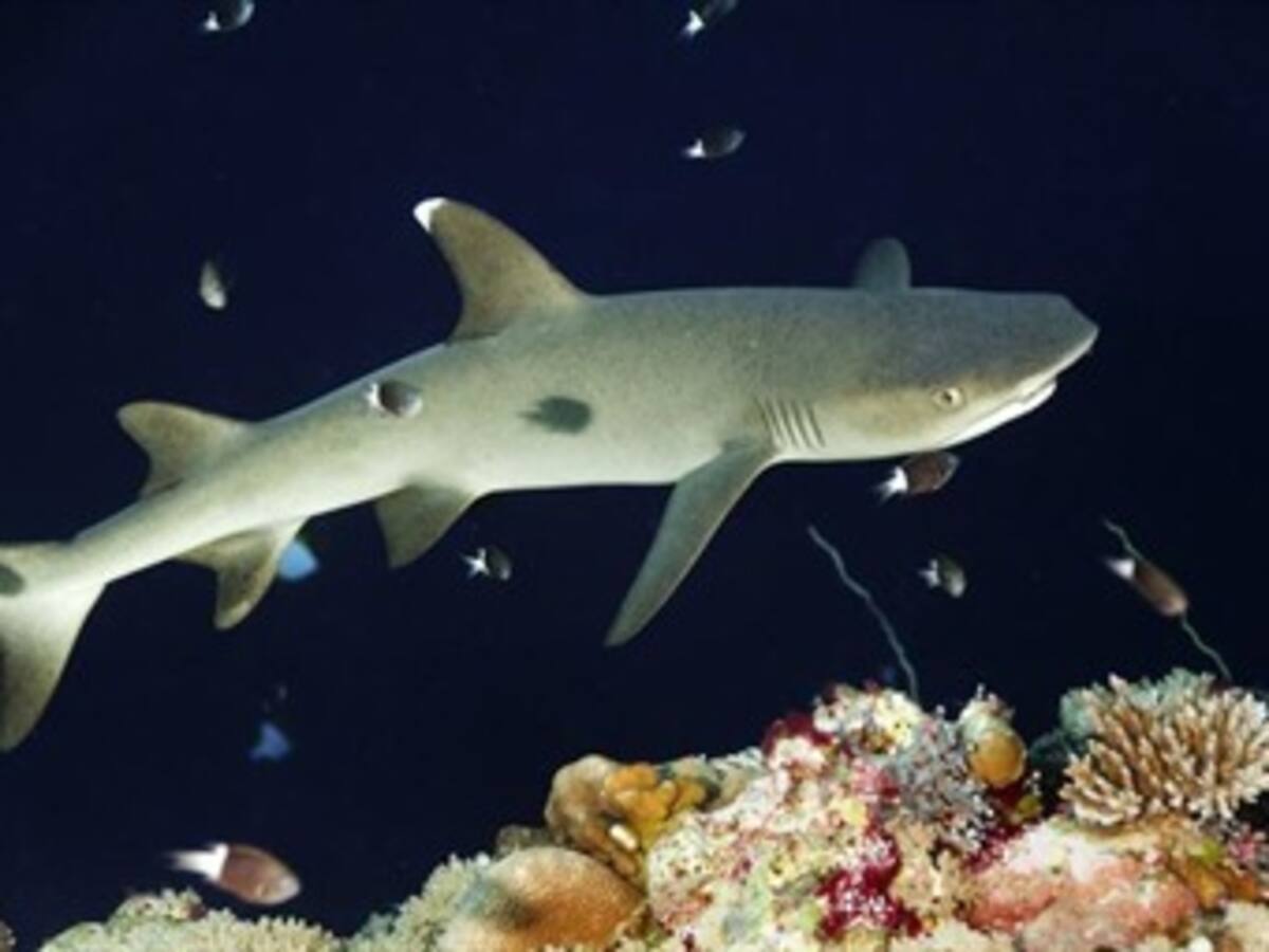 Propuesta colombiana para preservar tiburones es acogida en convención mundial
