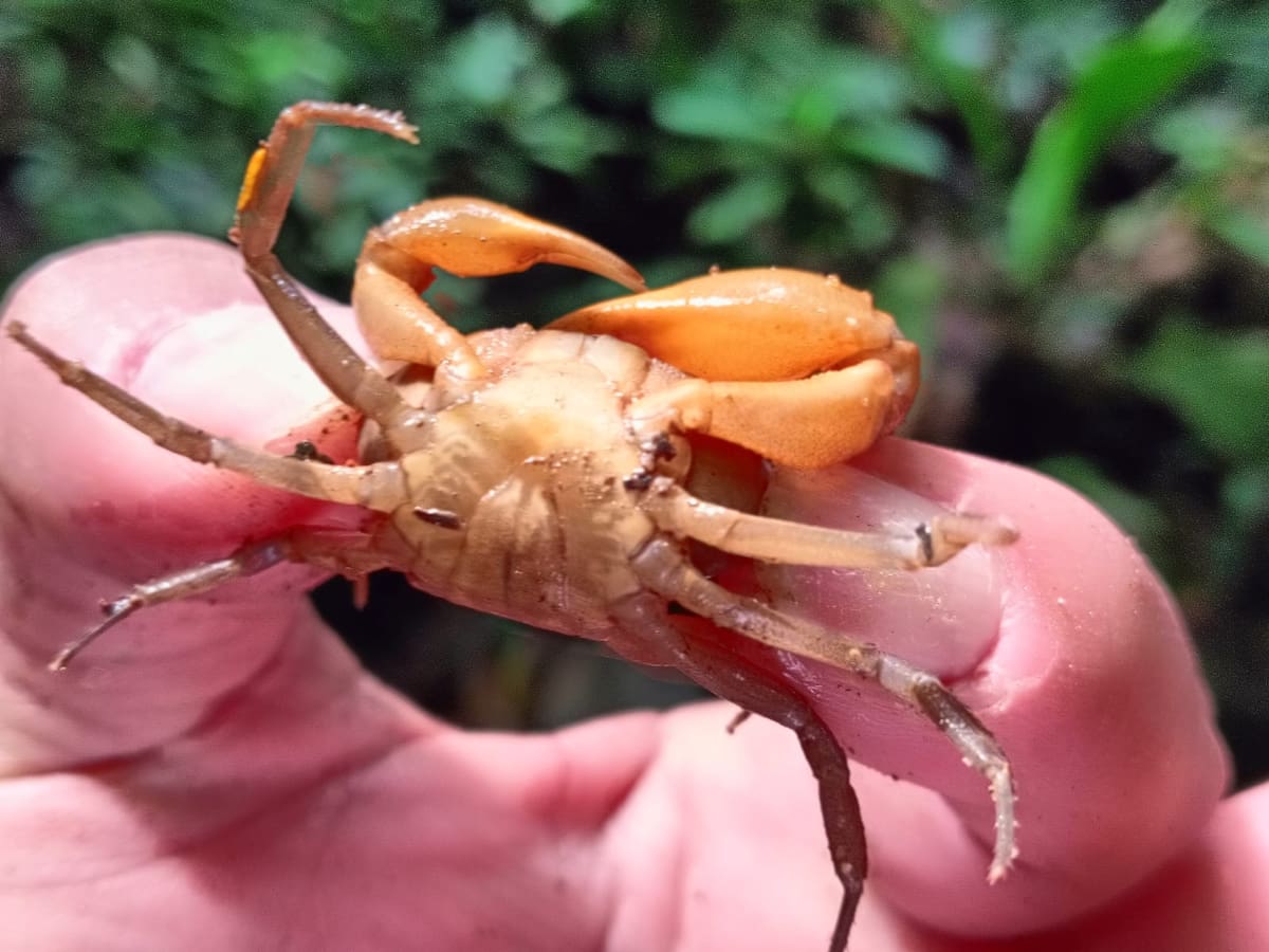 Nueva especie de cangrejo de agua dulce es descubierta en el Bajo Cauca antioqueño