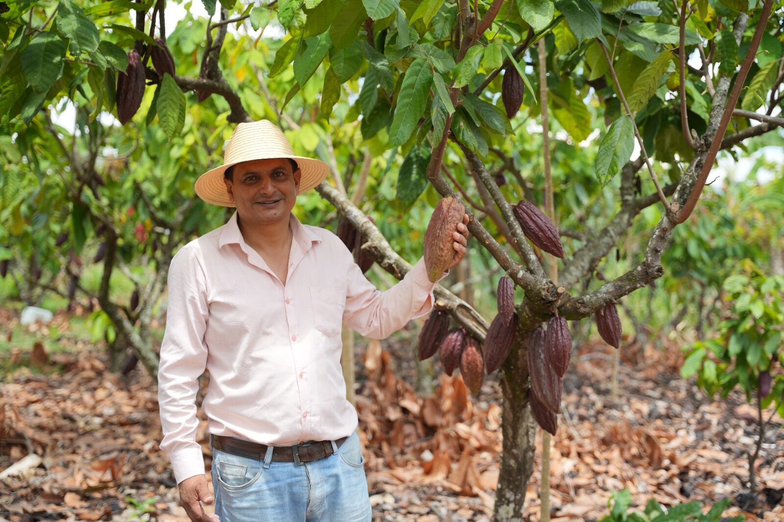 Sin embargo, el esfuerzo les ha permitido a 98 familias de 12 veredas de Algeciras llegar a unos mercados europeos y tener en la actualidad una chocolatina en Suiza.