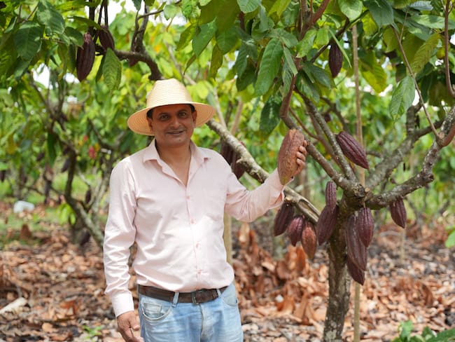 Sin embargo, el esfuerzo les ha permitido a 98 familias de 12 veredas de Algeciras llegar a unos mercados europeos y tener en la actualidad una chocolatina en Suiza.
