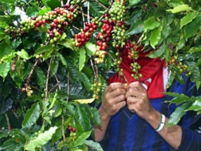Expertos ratifican la disminución de los recolectores de café en Colombia