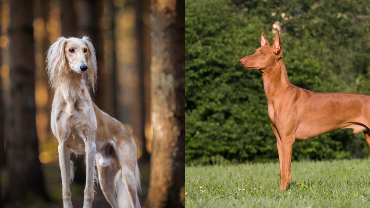 Razas de perro más caras del mundo - Getty Images