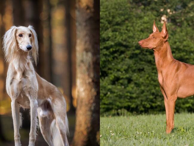 Razas de perro más caras del mundo - Getty Images