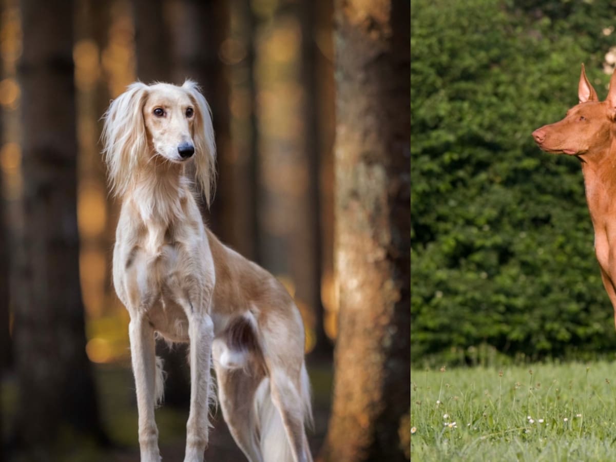 Razas de perros más caras del mundo: ¿Cuánto valen?