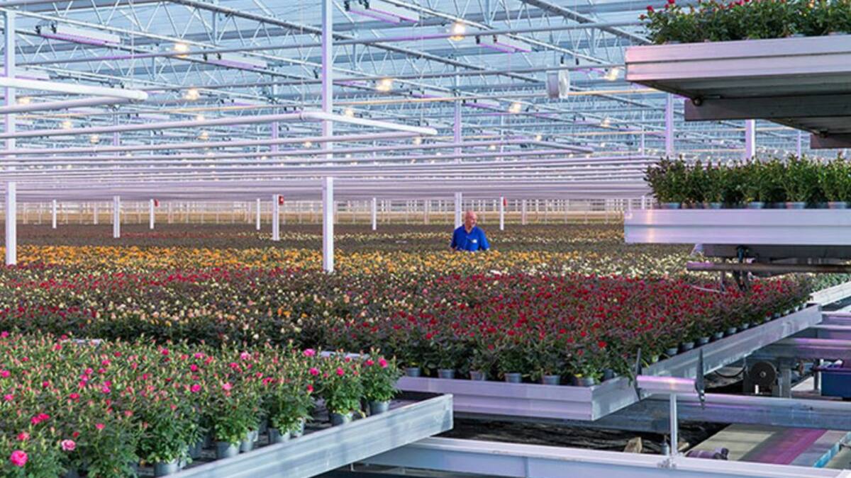 Con luces led se fortalece el crecimiento de los cultivos