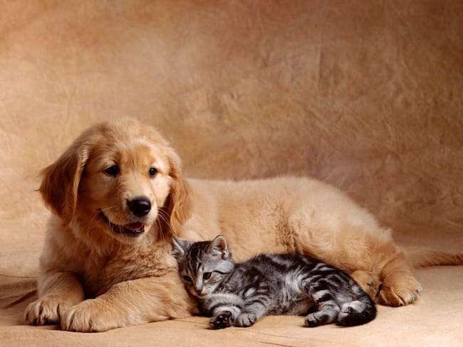 ¡Participe! Jornada de esterilización gratuita de perros y gatos en Cali: Zonas y fechas