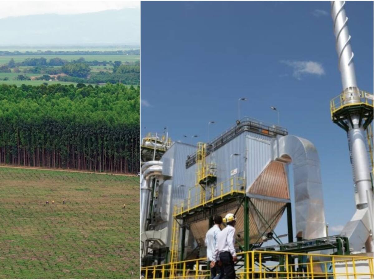 El potencial de la biomasa agropecuaria como fuente de energía limpia