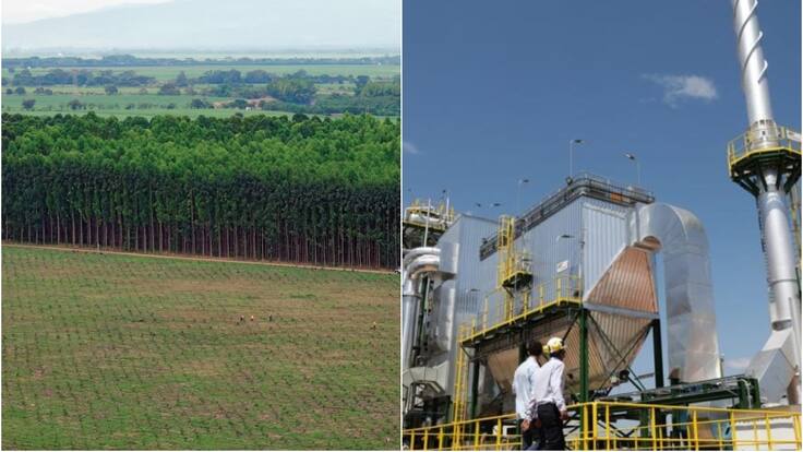 El potencial de la biomasa agropecuaria como fuente de energía limpia