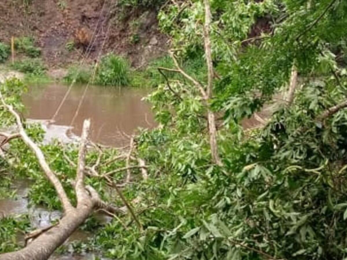 Caída de un árbol y redes eléctricas dejan un hombre muerto en la Sierra