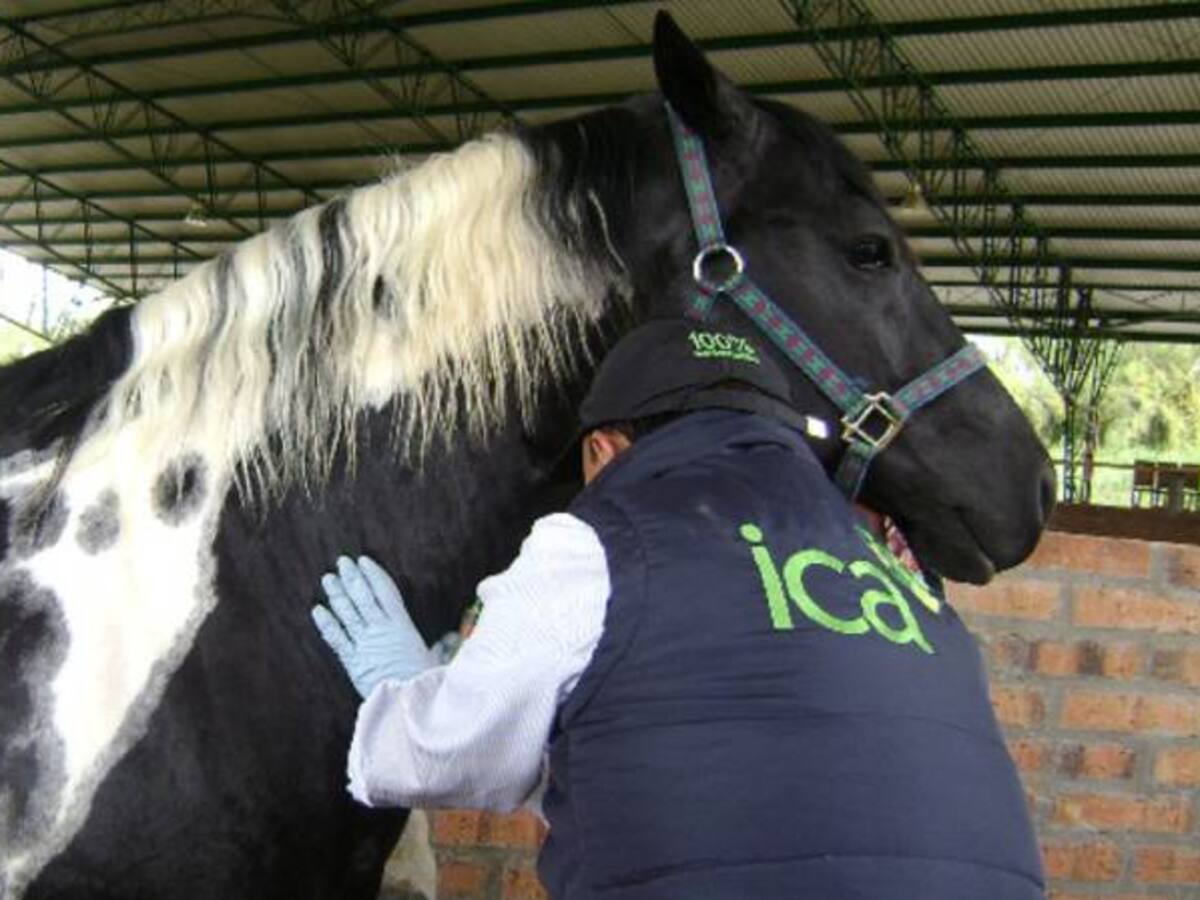 En cuarentena el Valle del Cauca por influenza equina