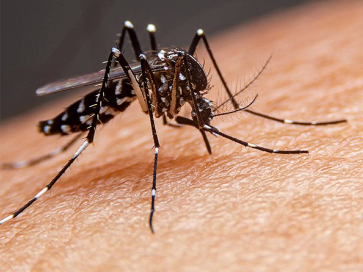 Aumentan casos de dengue en Santander