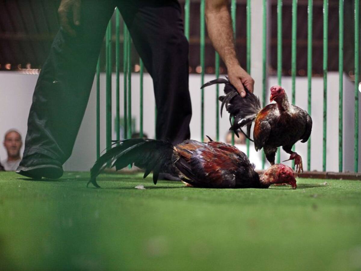 Hallan a 19 personas en un lugar dedicado a apuestas de gallos en Pasto