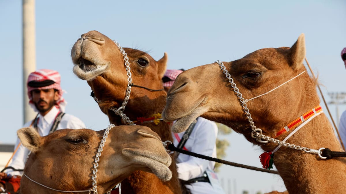 ¿Cómo cuidan a los camellos en Qatar?