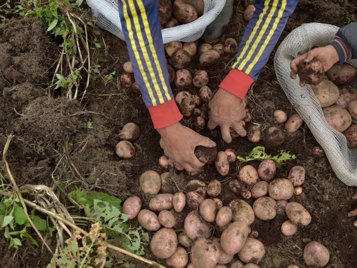"Se dejan de comprar 150 mil toneladas a paperos por importaciones"