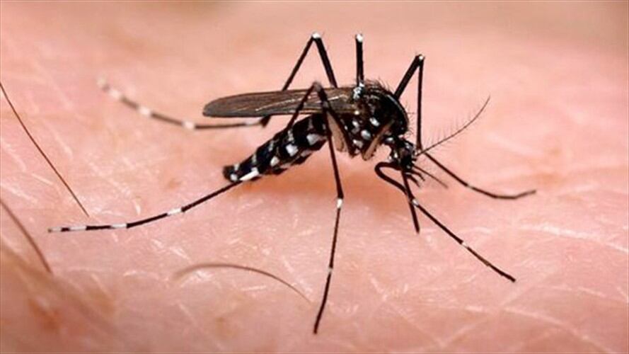 Aedes aegypti. Foto: Colprensa