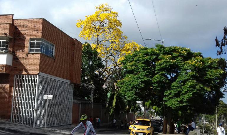 Hermoso Guayacán en colegio Belthemitas en el centro de Armenia