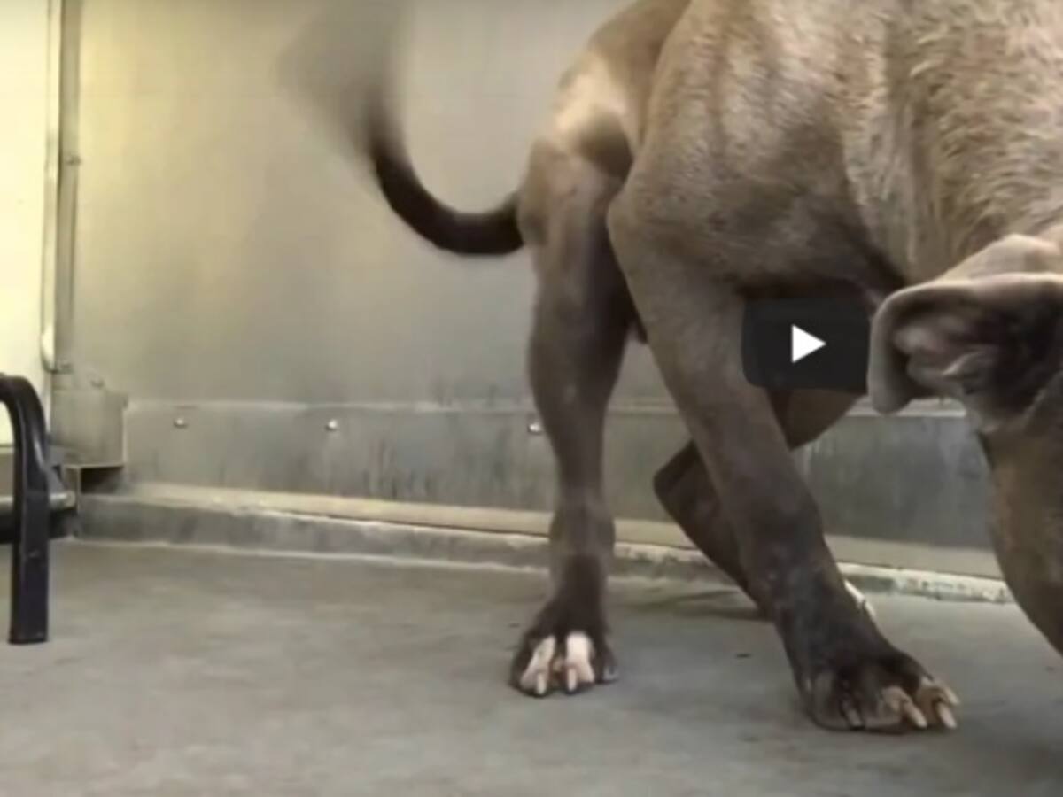 Tierna reacción de un pitbull de pelea al ser acariciado por primera vez