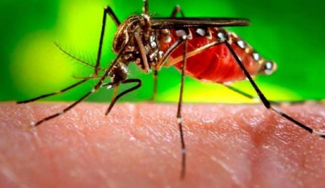 Los habitantes  están obligado a contrarrestar la enfermedad, se buscan evitar un pico; que podrían aparecer debido a los cambios climáticos.