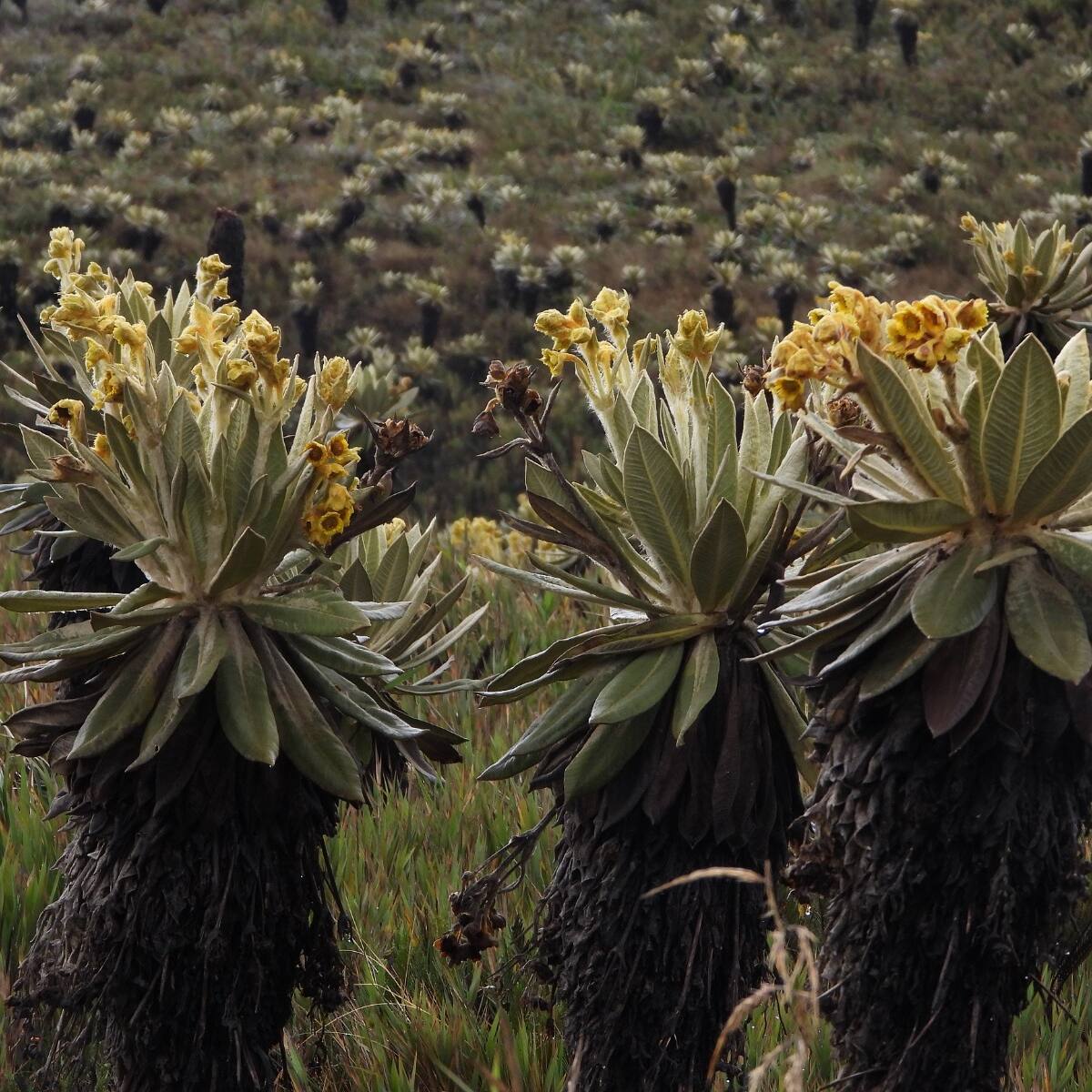 Implementan plan piloto de reconversión productiva sostenible en páramos del Huila