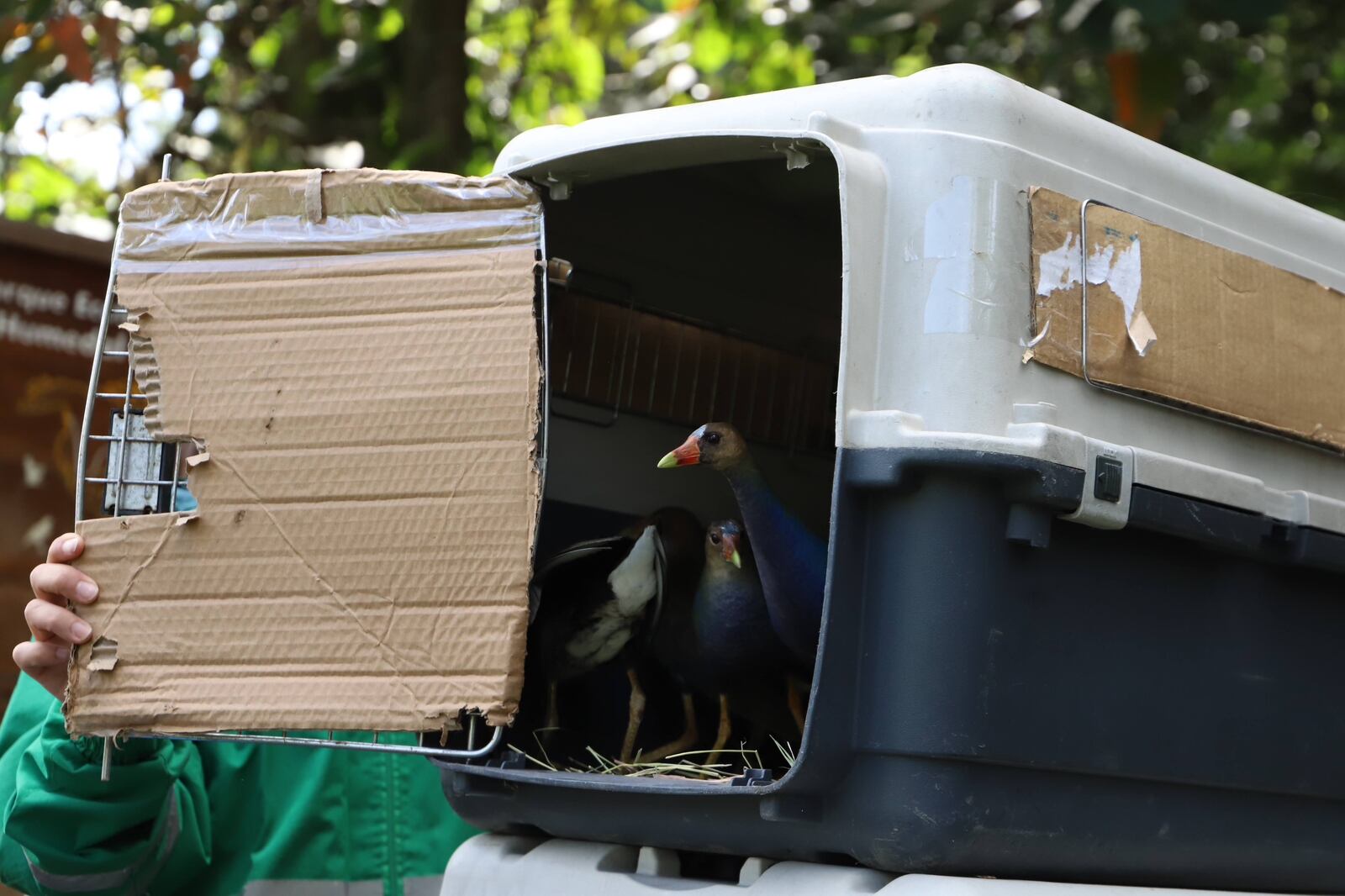 Cortesía : Secretaria de Ambiente del Distrito