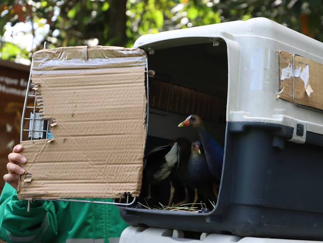 Cortesía : Secretaria de Ambiente del Distrito