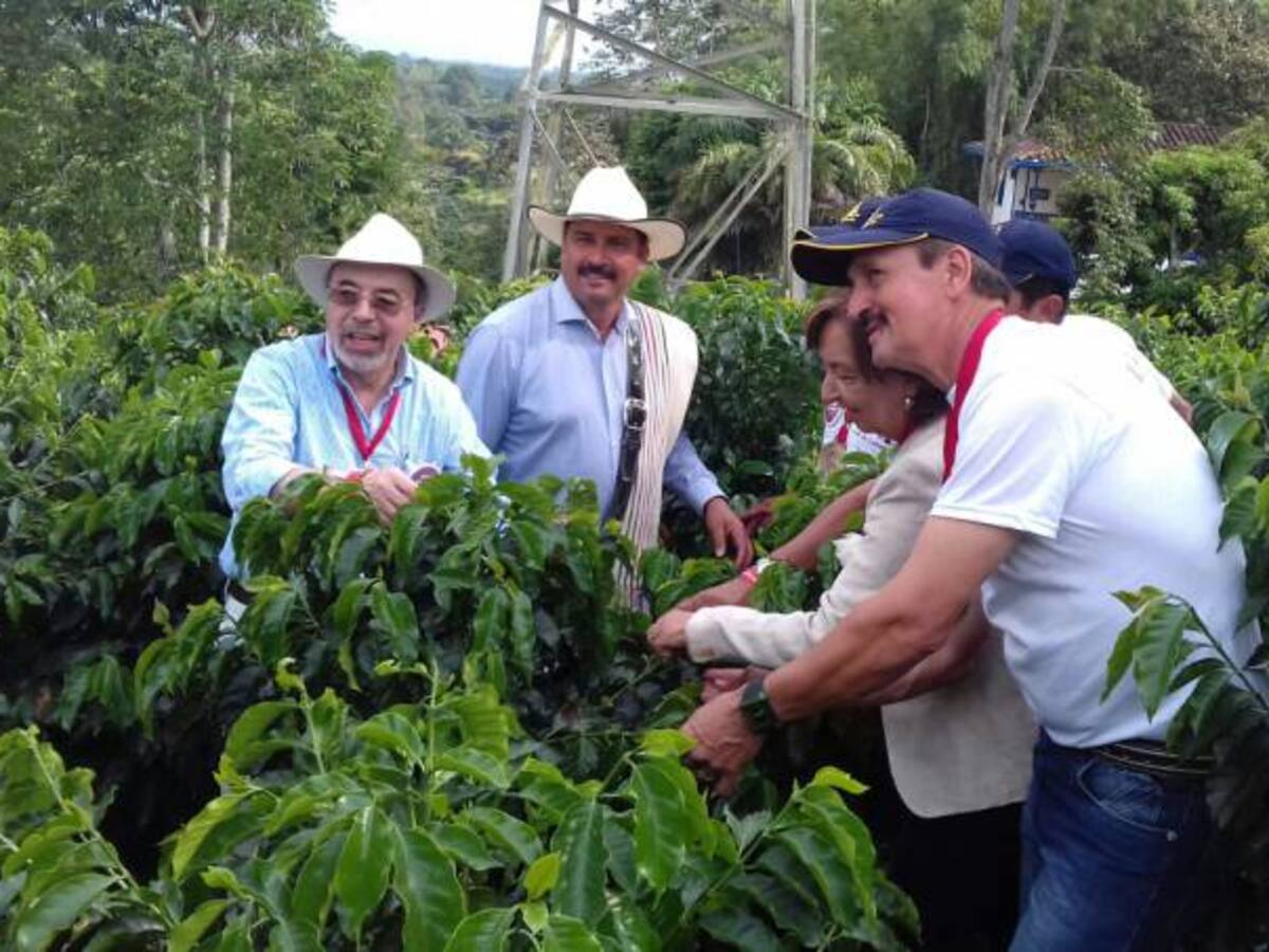 Cafeteros del Quindío terminan 2017 en saldo rojo por reducción del 50% en la cosecha cafetera