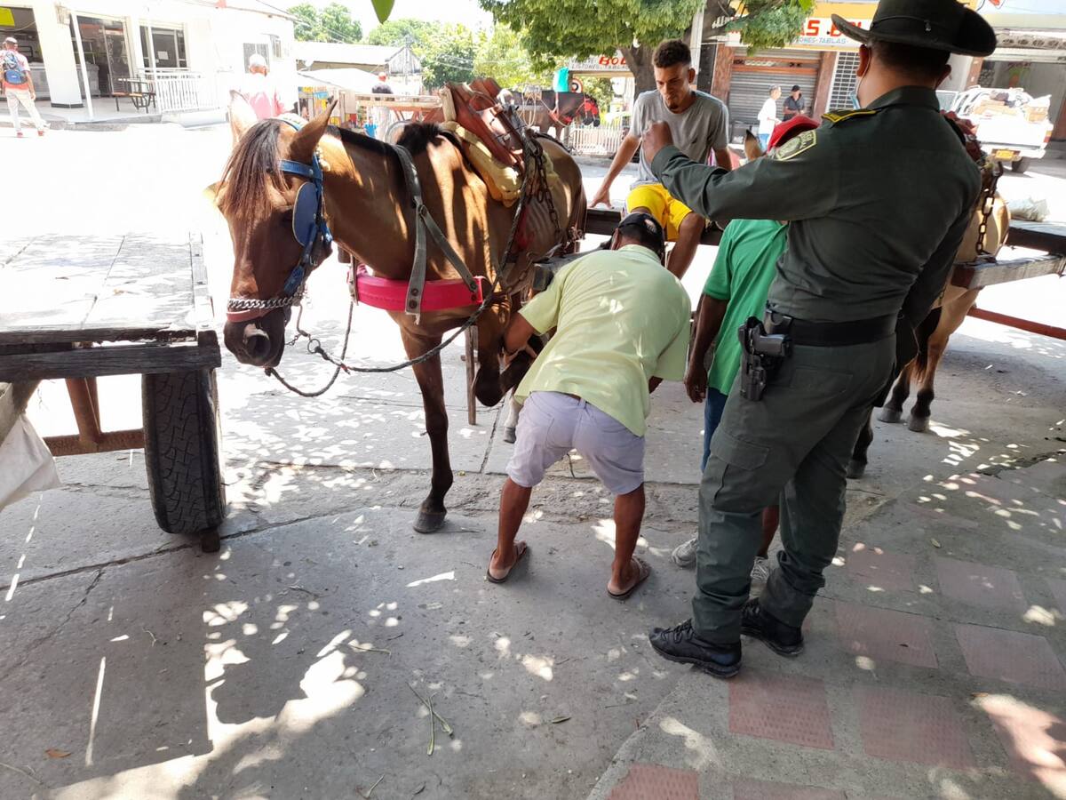 Policía Nacional lidera campaña contra el maltrato animal en Bolívar