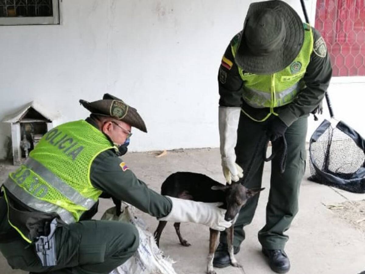 En Bolívar, campaña de alimentación para animales en condición de Calle