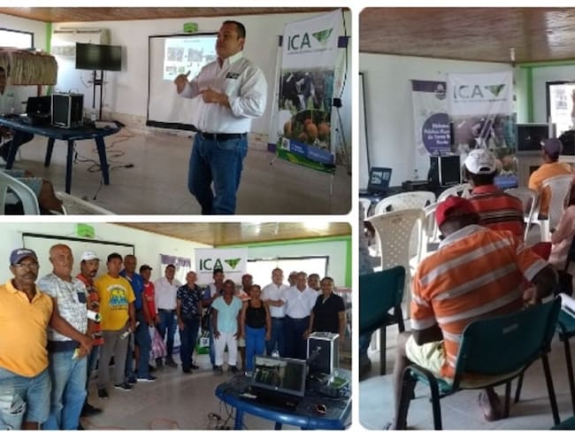 En Bolívar, ICA y productores se unen para proteger producción de plátano