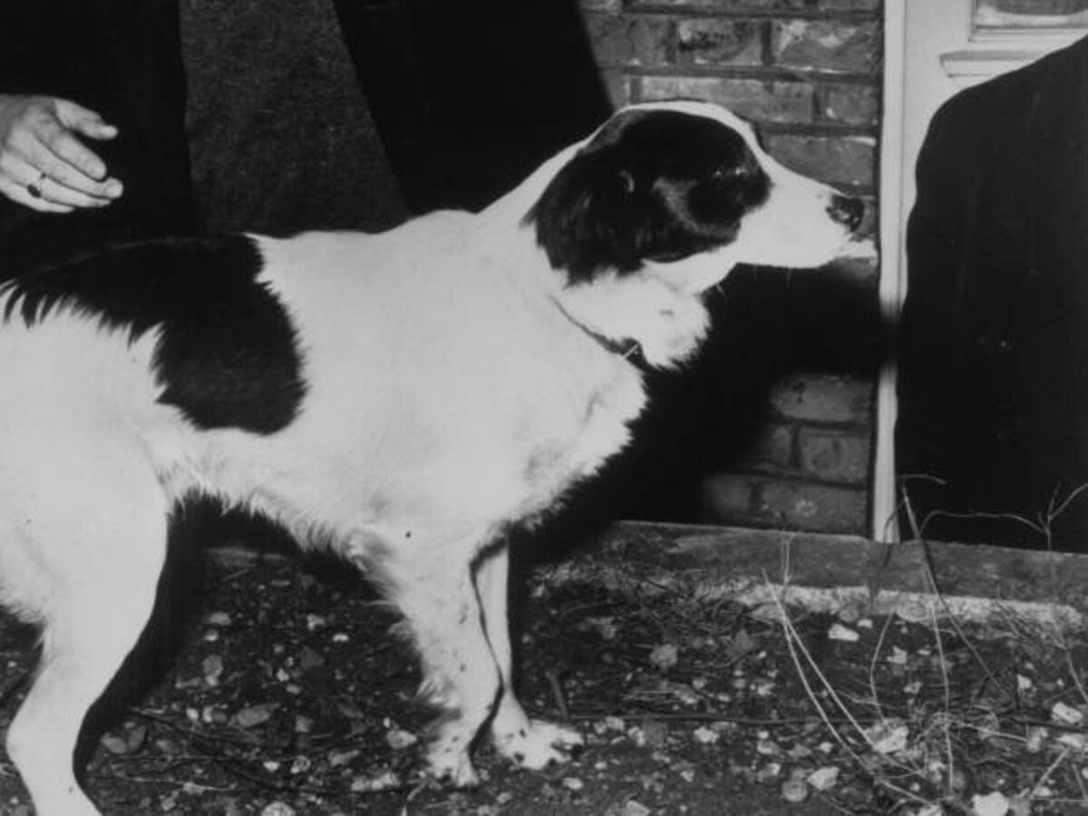 Hace 52 años un perro salvó el Mundial de Inglaterra 1966