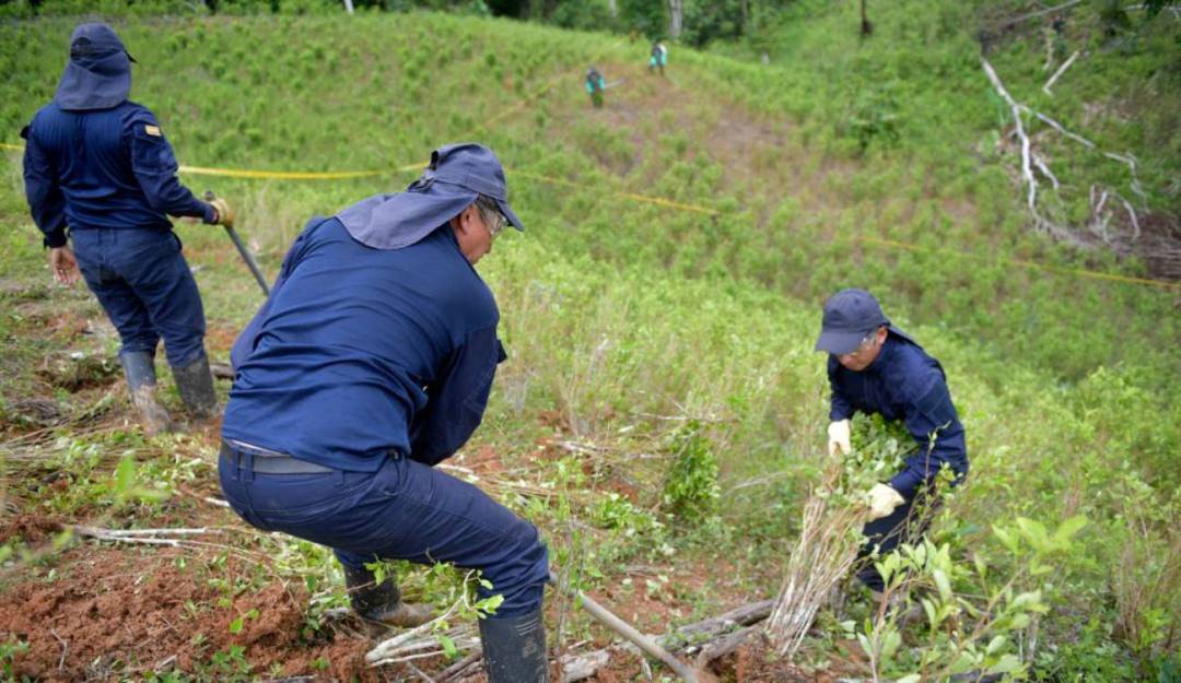 Erradicación de cultivos ilícitos en Colombia.                         Foto: Getty 