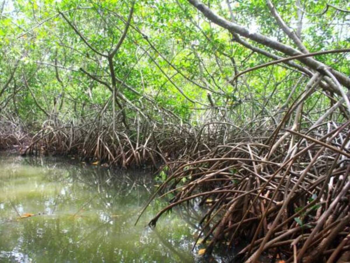 Hallaron cuerpo sin vida con impacto de bala en los manglares de La Boquilla