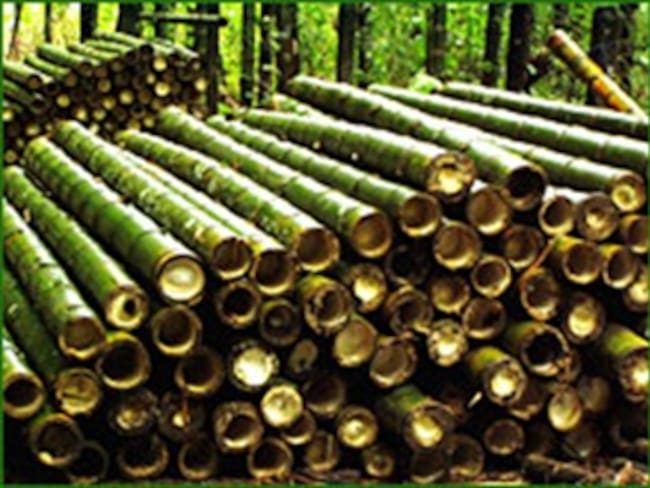La guadua se ratifica para la construcción y la mueblería en Colombia