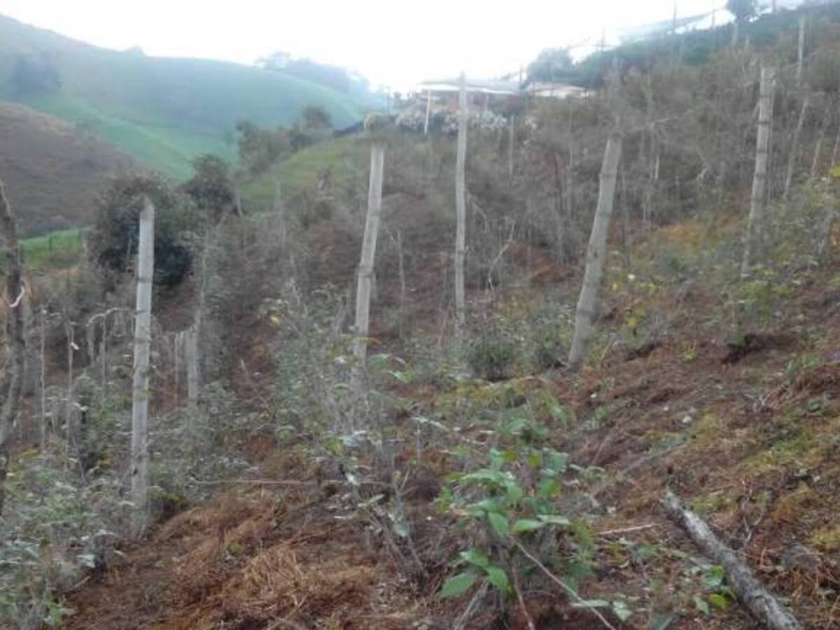 En un 10% ha caído la producción de leche y carne en Antioquia