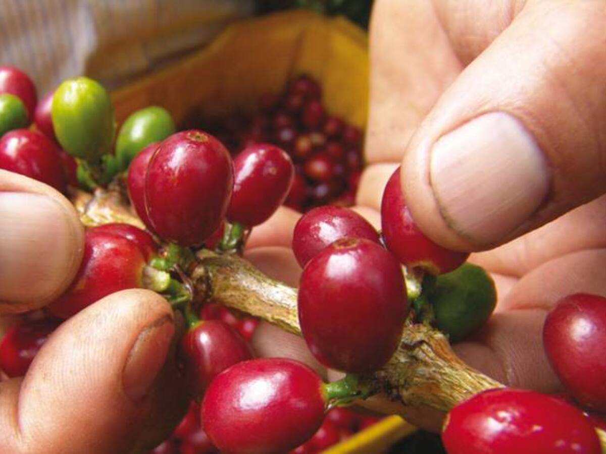 Fenómeno de El Niño afectará la producción cafetera del norte del Valle
