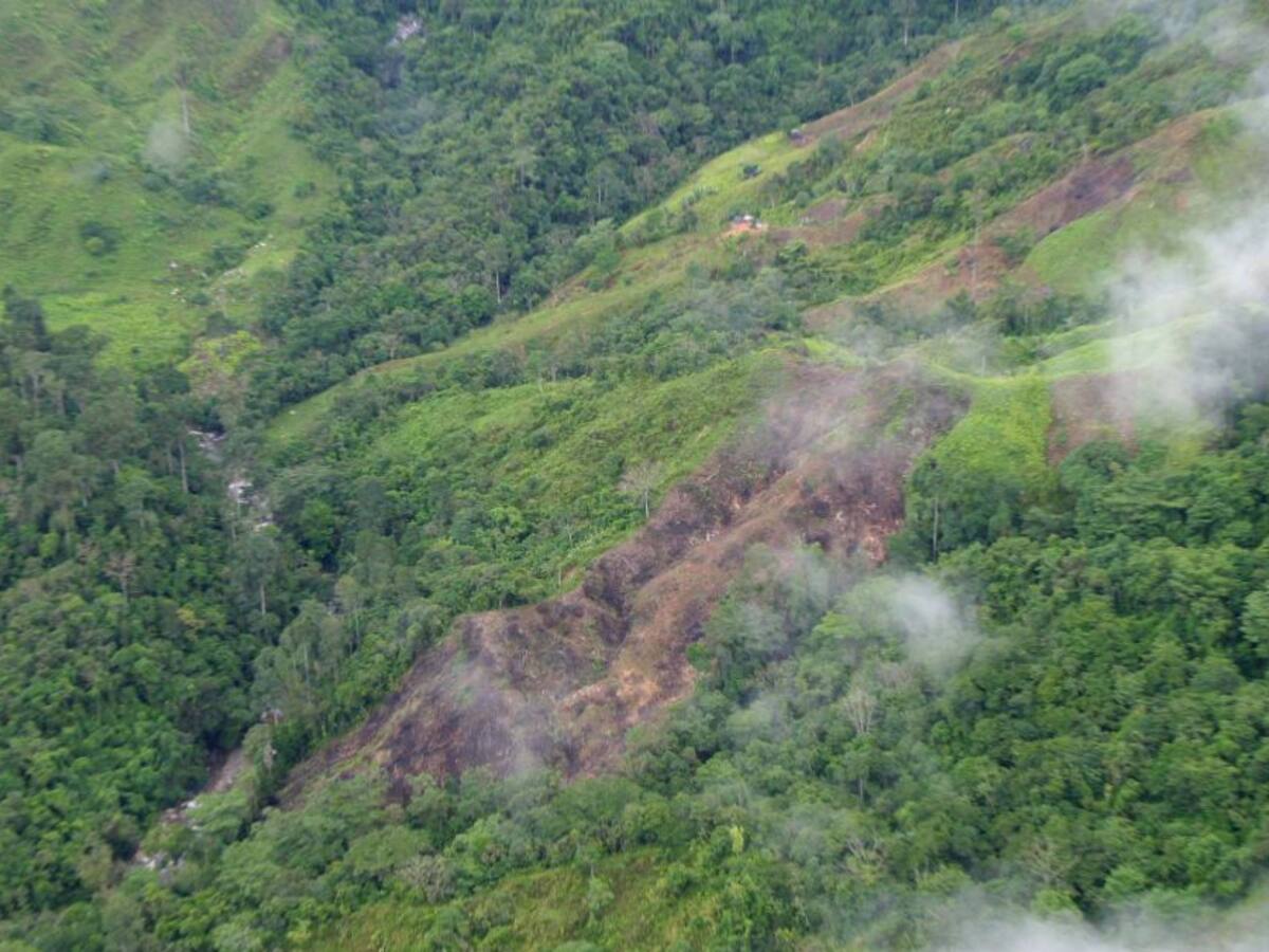 Procuraduría pide crear registro nacional de zonas deforestadas