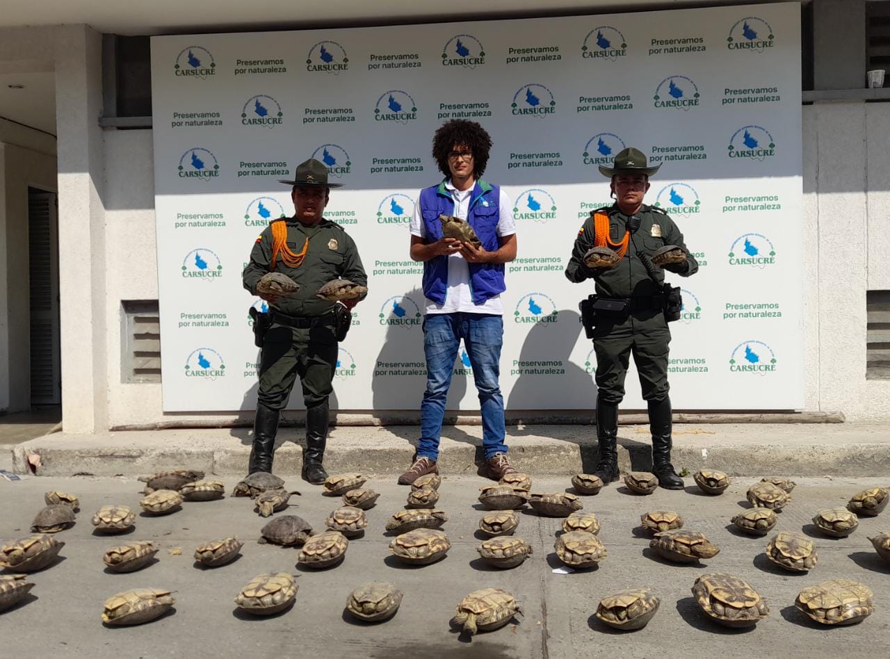 Las hicoteas decomisadas quedaron a disposición de Carsucre. Foto/Policía