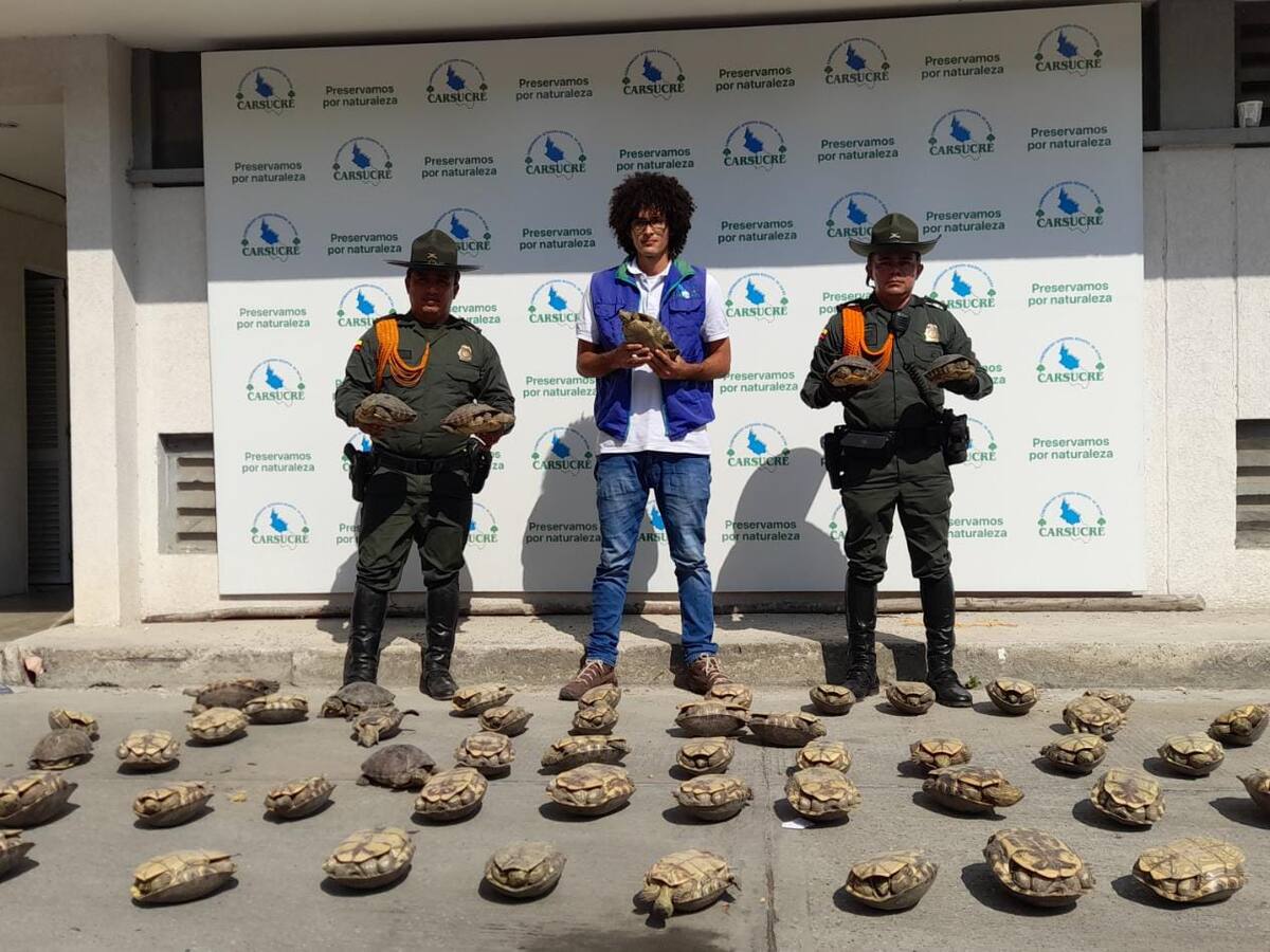 Primer gran decomiso de hicoteas en Sucre durante 2023