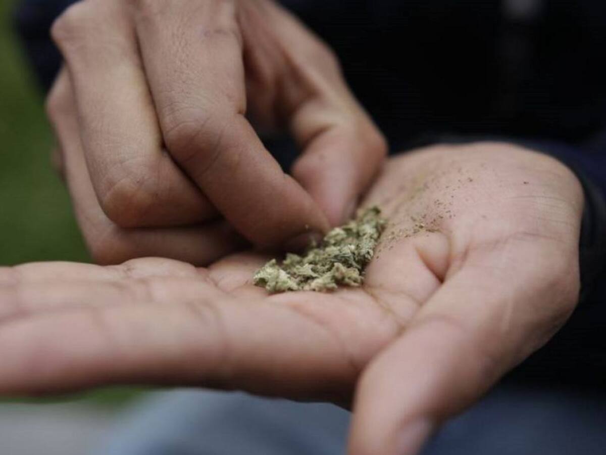 El Quindío sería pionero en contar con dispensario legal de cannabis