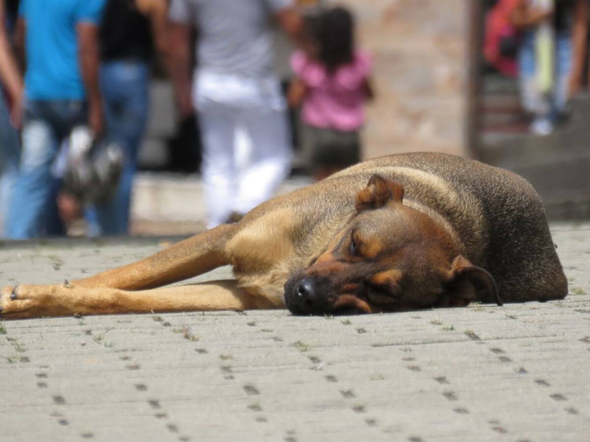 En Bogotá comunidad denuncia un aberrante caso de maltrato animal