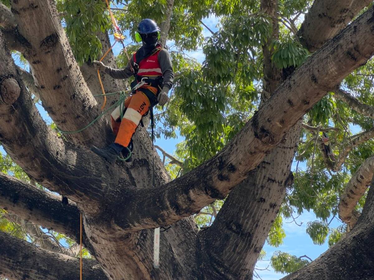 Veolia inicia la actividad de poda de árboles en su área de prestación del servicio de aseo