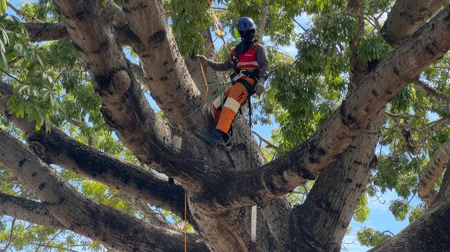 Veolia inicia la actividad de poda de árboles en su área de prestación del servicio de aseo