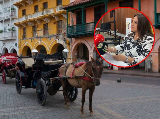 Corte Constitucional prohíbe uso de animales en vehículos de tracción con fines turísticos. Foto: suministrada.