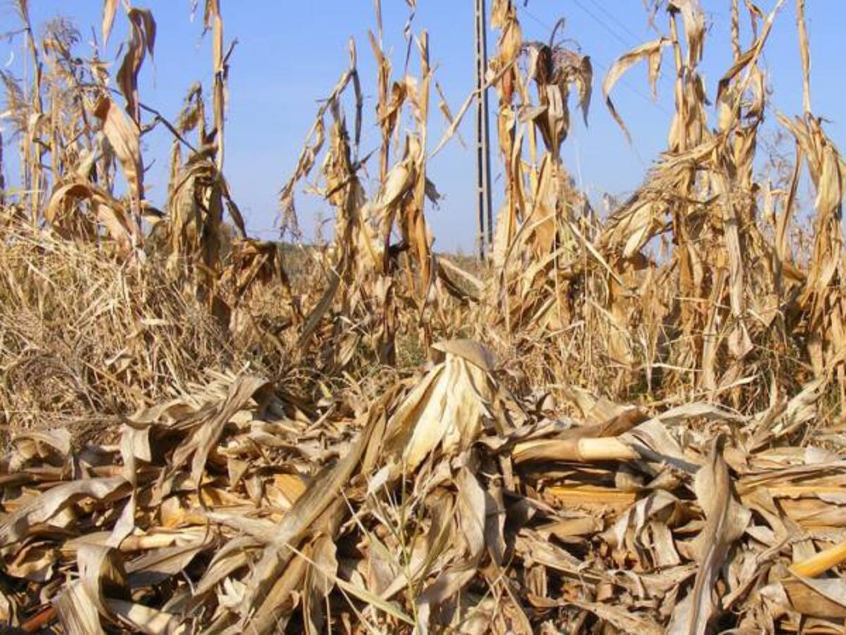 Sequía genera crisis económica para cultivadores del Tolima