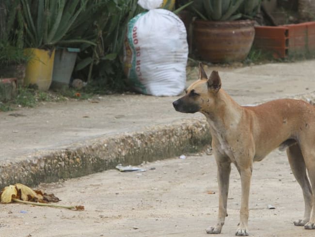 Preocupación en Pereira por la cantidad de perros y gatos callejeros
