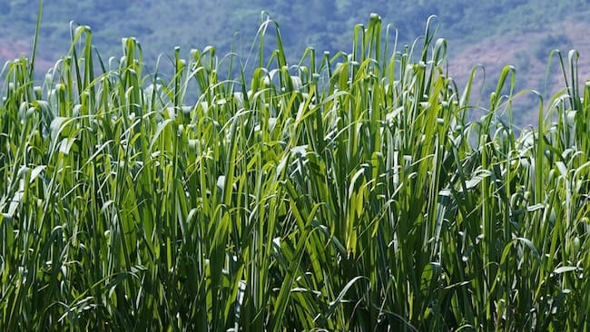 Actos de violencia han dejado la destrucción de extensas hectáreas de cultivos de caña de azúcar. Crédito: Colprensa.