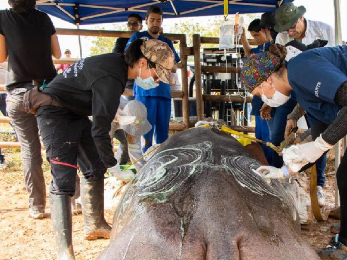 Veterinarios lograron esterilizar la primera hipopótamo hembra en Antioquia